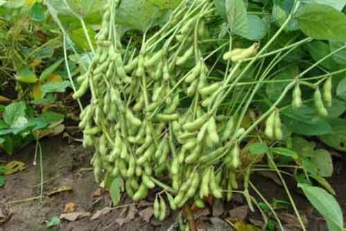 毛豆的营养价值、功效以及毛豆种植管理方法介绍