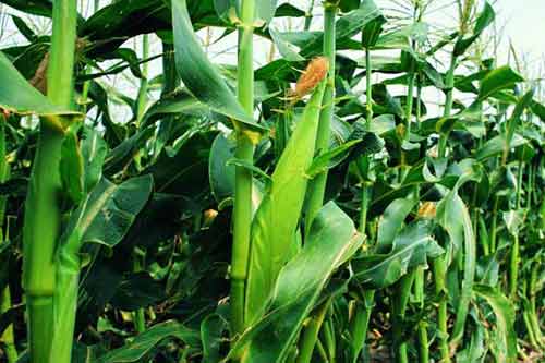 甜玉米种植需要注意哪些问题 甜玉米种植需要注意哪些问题