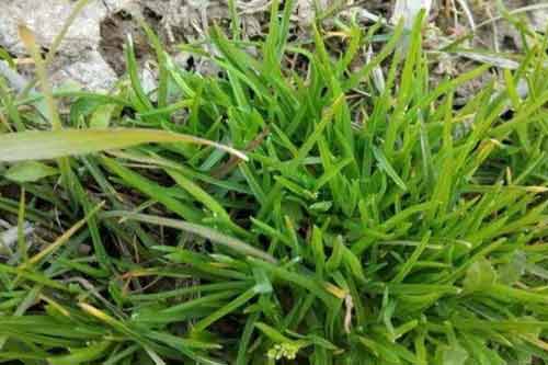 冬小麦进入三月份的除草、防渍以及追肥管理细节 冬小麦进入三月份的除草、防渍以及追肥管理细节