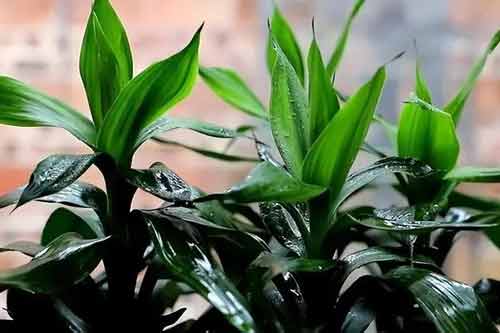 富贵竹叶子发黄怎么救呢？有哪些注意事项？