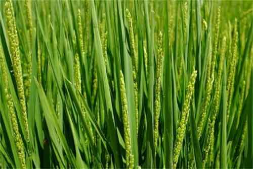 冬小麦进入三月份的除草、防渍以及追肥管理细节 冬小麦进入三月份的除草、防渍以及追肥管理细节