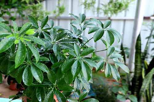 除甲醛植物都有哪些？除甲醛十大排名植物简介