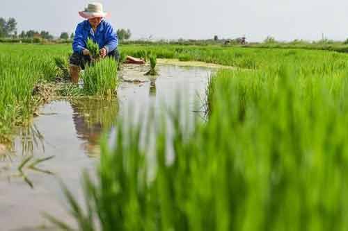 水稻种植过程中施肥需要注意哪些问题? 水稻种植过程中施肥需要注意哪些问题?