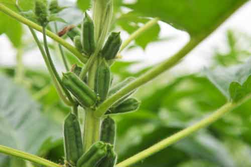 提高芝麻种植产量的一些田间管理方法 提高芝麻种植产量的一些田间管理方法