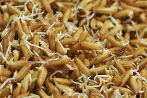 水稻种子发芽率低是哪些因素造成的? 水稻种子发芽率低是哪些因素造成的?