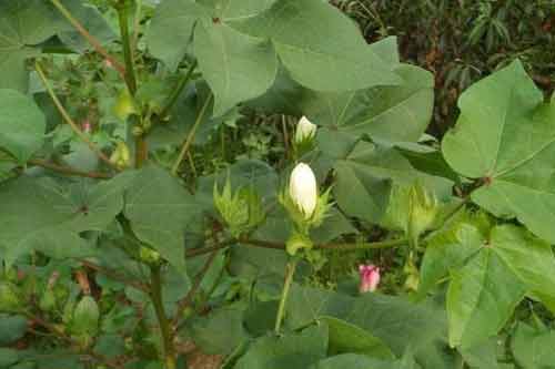 棉花蕾期的田间管理需要注意什么 棉花蕾期的田间管理需要注意什么