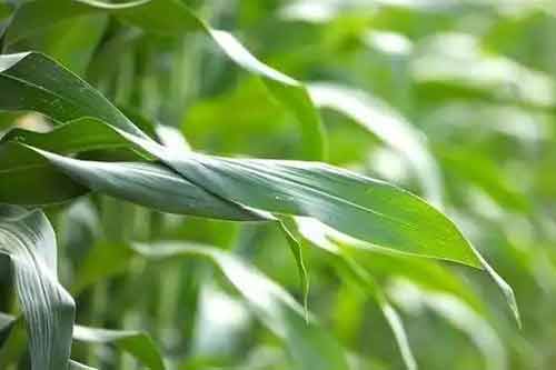 如何预防高温对玉米产生的危害 如何预防高温对玉米产生的危害