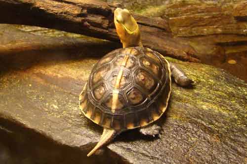 黄缘闭壳龟的生物特点以及人工饲养方法