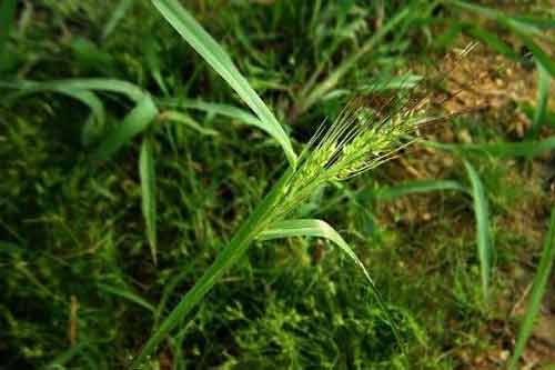 介绍一种优质牧草的新品种——鹅观草