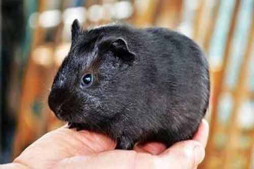 黑豚的特征、种类以及黑豚肉的营养价值