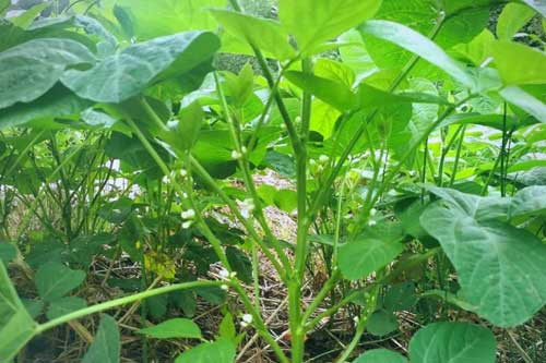 大豆的花荚期管理需要做好哪些工作