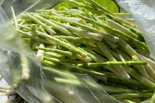 分享冬笋挑选和保鲜的简易方法 分享冬笋挑选和保鲜的简易方法