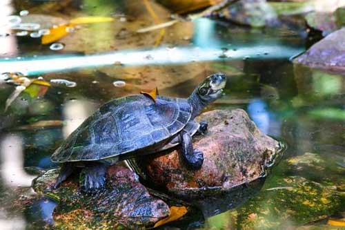 怎样做好甲鱼的安全越冬?介绍甲鱼安全越冬的五个条件 怎样做好甲鱼的安全越冬?介绍甲鱼安全越冬的五个条件