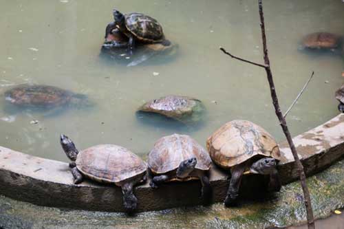 怎样做好甲鱼的安全越冬?介绍甲鱼安全越冬的五个条件 怎样做好甲鱼的安全越冬?介绍甲鱼安全越冬的五个条件