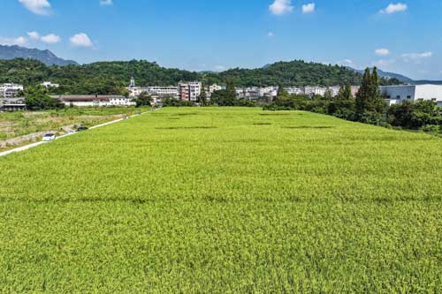 水稻绿色种植技术过程中的品种选用问题 水稻绿色种植技术过程中的品种选用问题