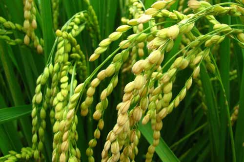 水稻绿色种植技术过程中的品种选用问题 水稻绿色种植技术过程中的品种选用问题