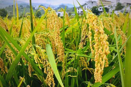 水稻绿色种植技术过程中的品种选用问题​