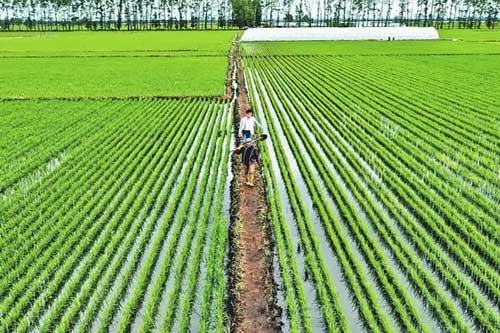 绿色农业水稻生产的基地条件和环境条件有哪些要求
